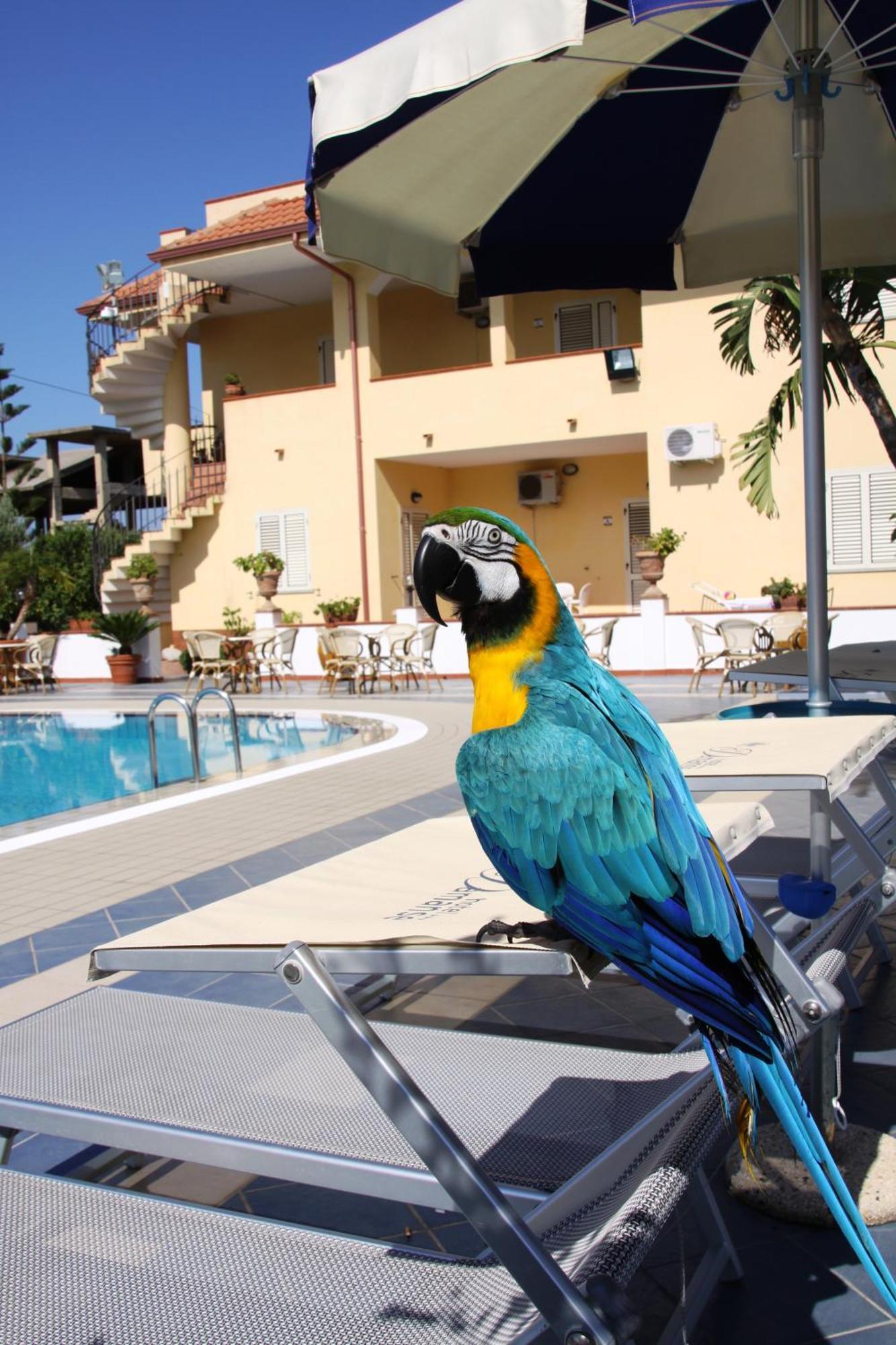 Hotel Damanse Santa Domenica  Zewnętrze zdjęcie